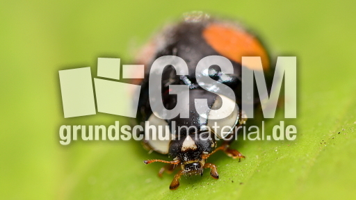 Asiatischer Marienkäfer (26).JPG